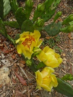 Eastern Prickly Pear